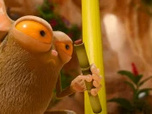 Les as de la jungle à la rescousse