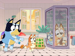 Bluey Bluey