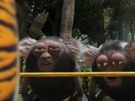 Les as de la jungle à la rescousse