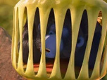 Les as de la jungle à la rescousse