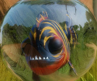 Les as de la jungle à la rescousse - 21/12/2025